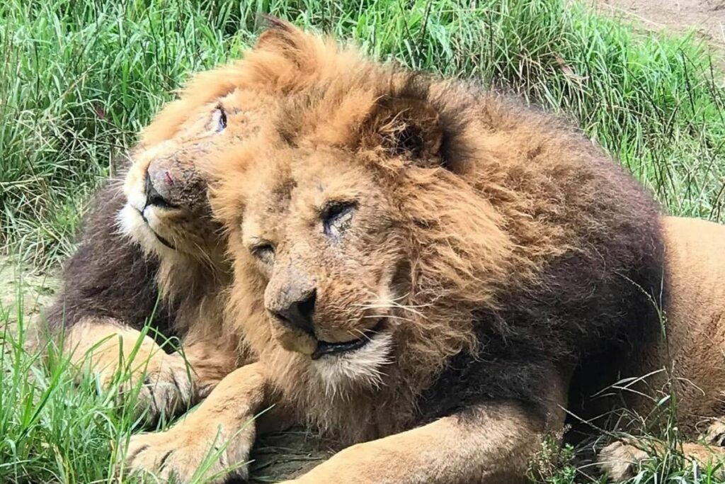 Simba era el macho alfa de Amaru Bioparque. Foto: Facebook Amaru Bioparque Cuenca.