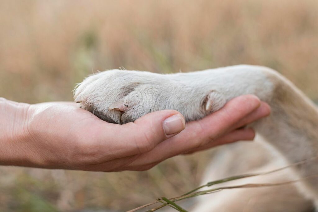 Collar con placa y esterilización, claves para reducir animales extraviados. Foto: Freepik.