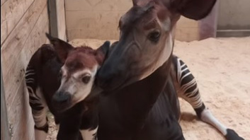 Cría de un raro okapi nace en Oklahoma - El Comercio