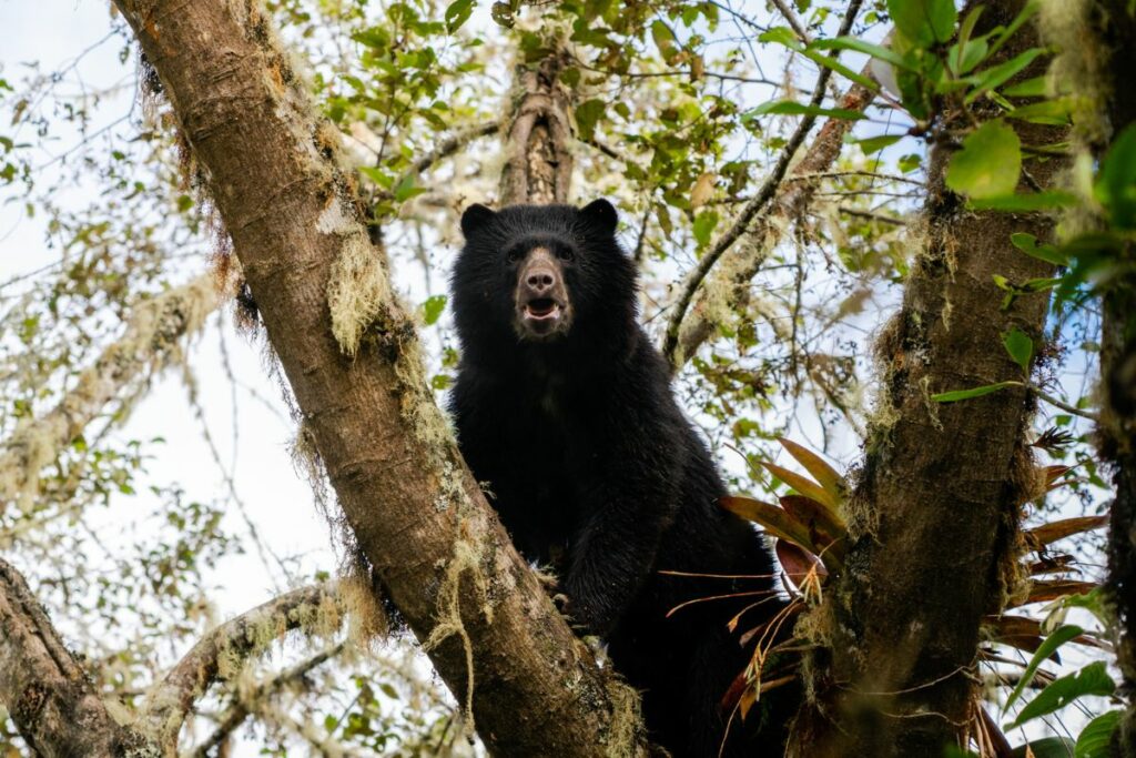 NFTree digitaliza la conservación y empodera comunidades en Ecuador. Foto: Cortesía.
