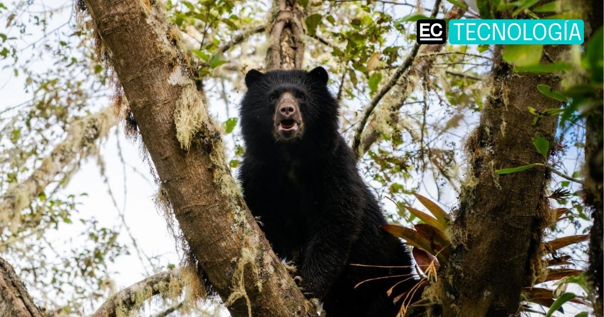 Esta iniciativa conecta tecnología, finanzas y conservación para proteger espacios como el Chocó Andino
