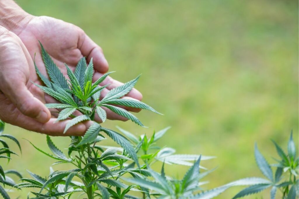 La legalización del cannabis en Ecuador es un tema complejo con avances en el ámbito medicinal y un futuro incierto para la legalización total. Foto: Freepik.