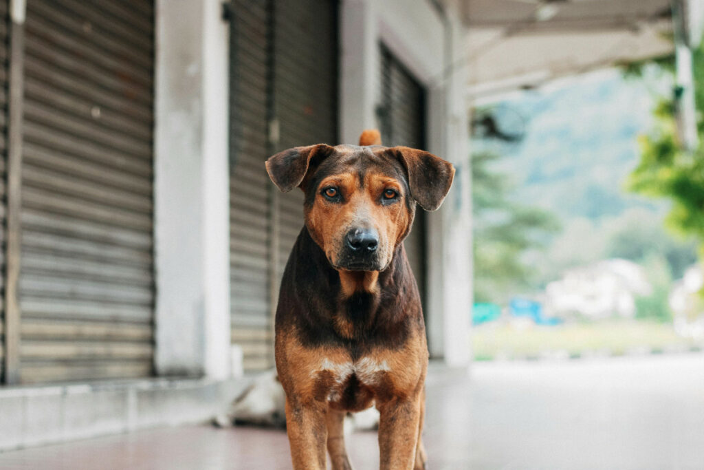 140 000 perros callejeros deambulan por las calles de Quito. Foto: Pexels