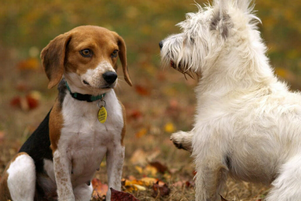 El Municipio de Quito aplica multas dependiendo el tipo de infracción por el maltrato de animales de compañía. Foto: Pexels
