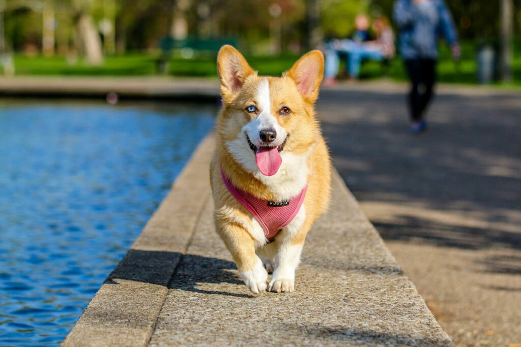 El maltrato animal es sancionado con multas dependiendo la gravedad del caso. Foto: Pixabay.