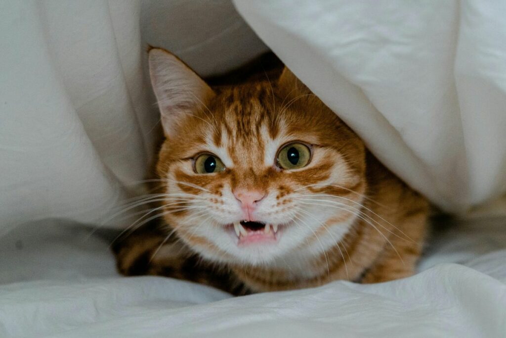 Los gatos pueden tener la misma personalidad de sus tutores. Foto: Pexels