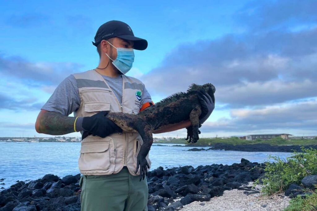 Las iguanas marinas son una especie endémica de Galápagos