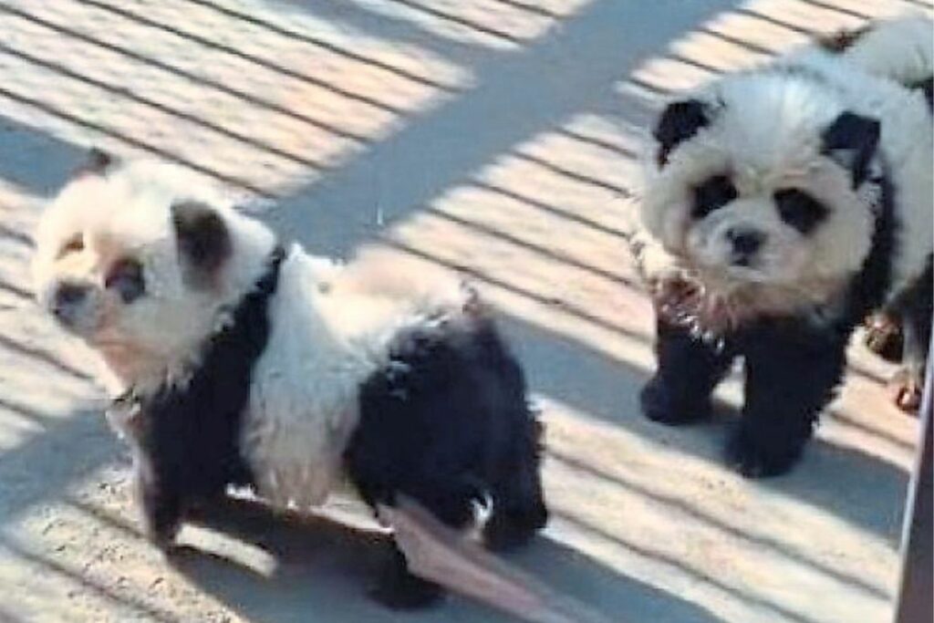 Perritos Chow Chow fueron pintados en un zoológico chino para atraer turistas. Foto: Captura de pantalla