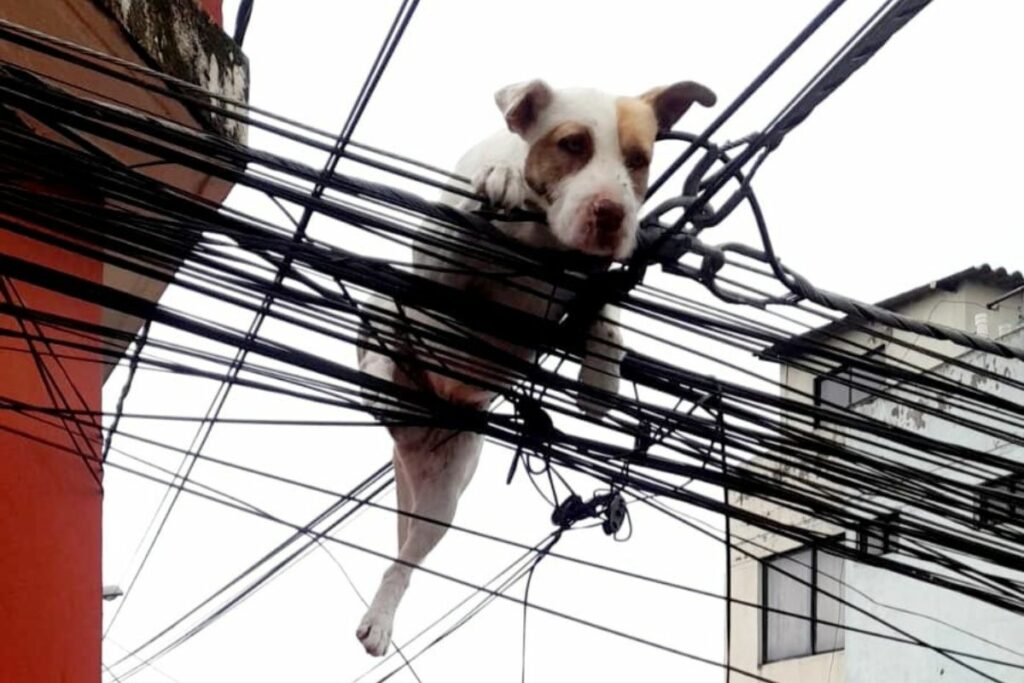 Este perrito perseguía a una mariposa por la terraza de su casa, en Llano Grande. Foto: Bomberos