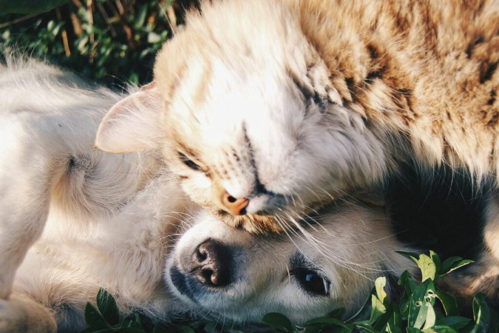 La presencia de gatos y perros es mayor en el área rural. Foto: Pexels