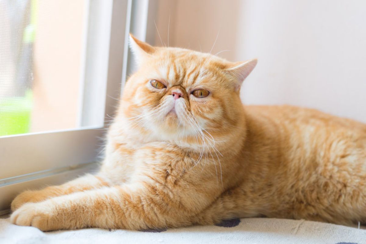 Garfield cumple 46 años ¿qué raza de gato es? - El Comercio