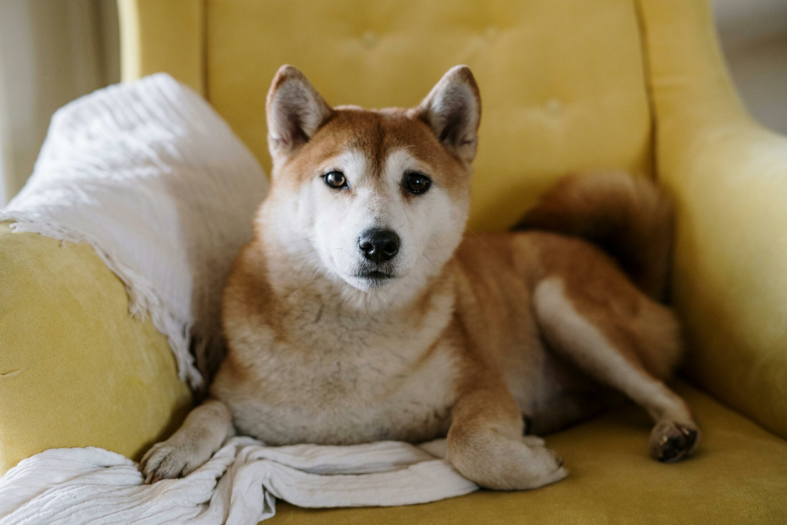 En los nombres masculinos encontrarás a Fezco, en honor al mejor personaje de Euphoria, y en los nombres de cachorros femeninos está Makkari. Foto: Pexels