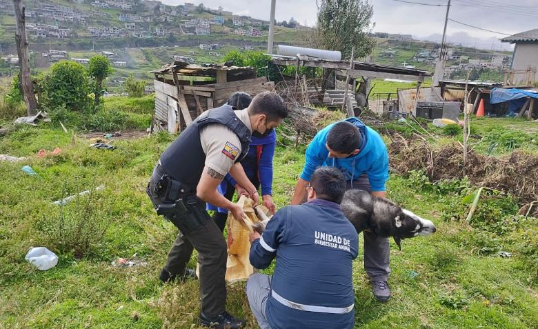 Spike murió tras ser ahorcado por una mujer. Foto: Unidad de Bienestar Animal
