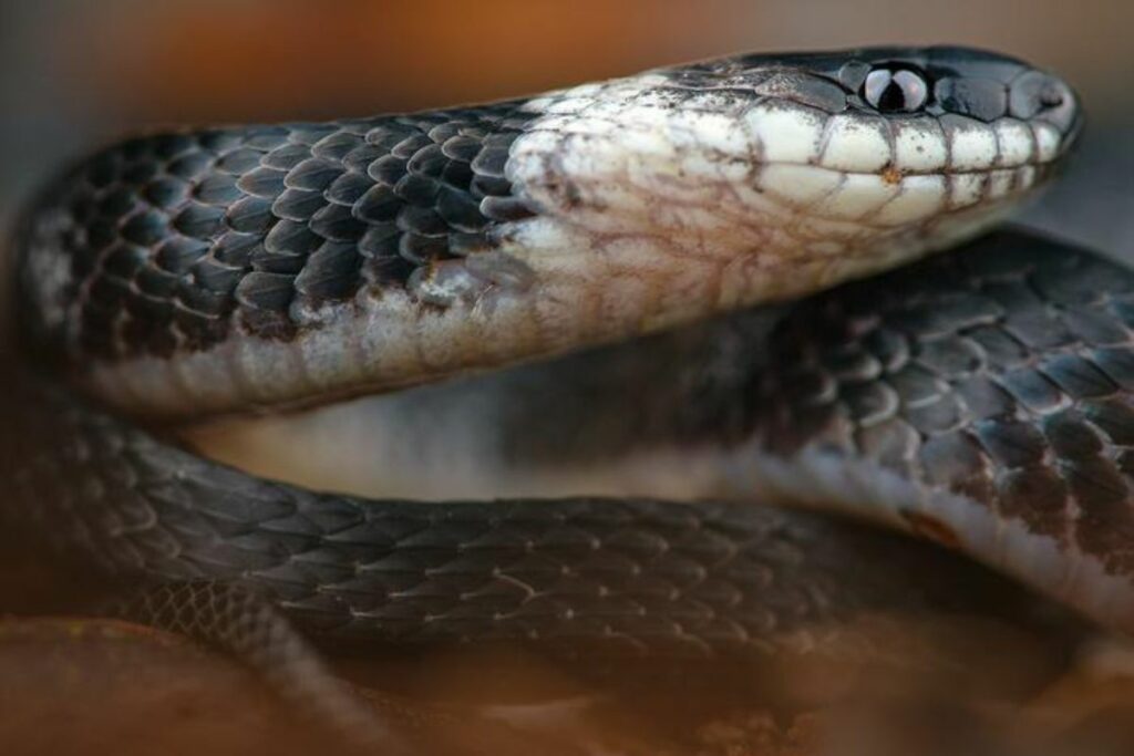 Recientes hallazgos en Ecuador revelan una nueva especie de serpiente gigante en la selva amazónica y la culebra del cafetal Ninia guytudori. Foto: revistaecociencias.cl.