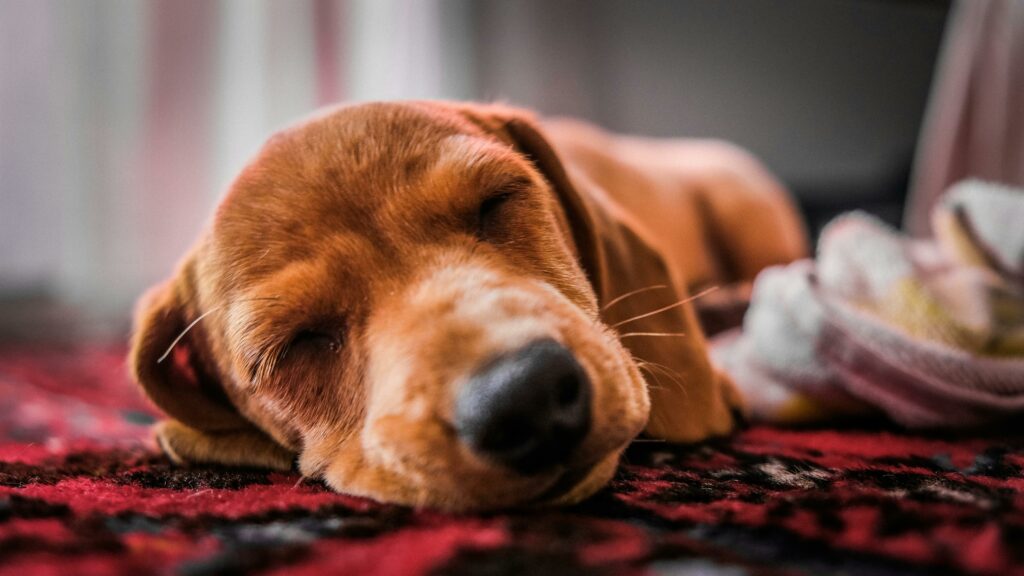 Expertos sugiere que los sueños de los perros están estrechamente relacionados con sus experiencias sensoriales diarias. Foto: Pexels
