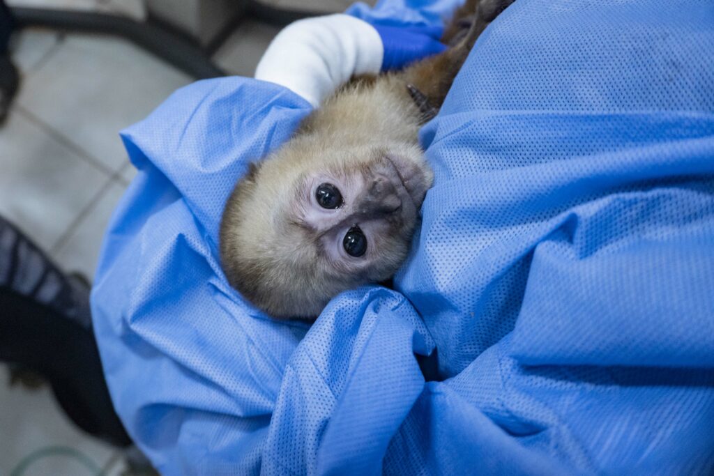 Ese mono capuchino fue abandonado como una cría. Foto: Cortesía Zoológico de Quito.
