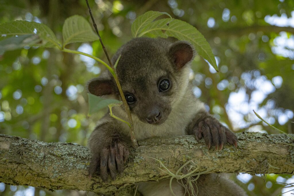 Este animalito tenía 15 dìas de nacido cuando llegó al 'zoo'. Foto: Cortesía Zoológico de Quito.