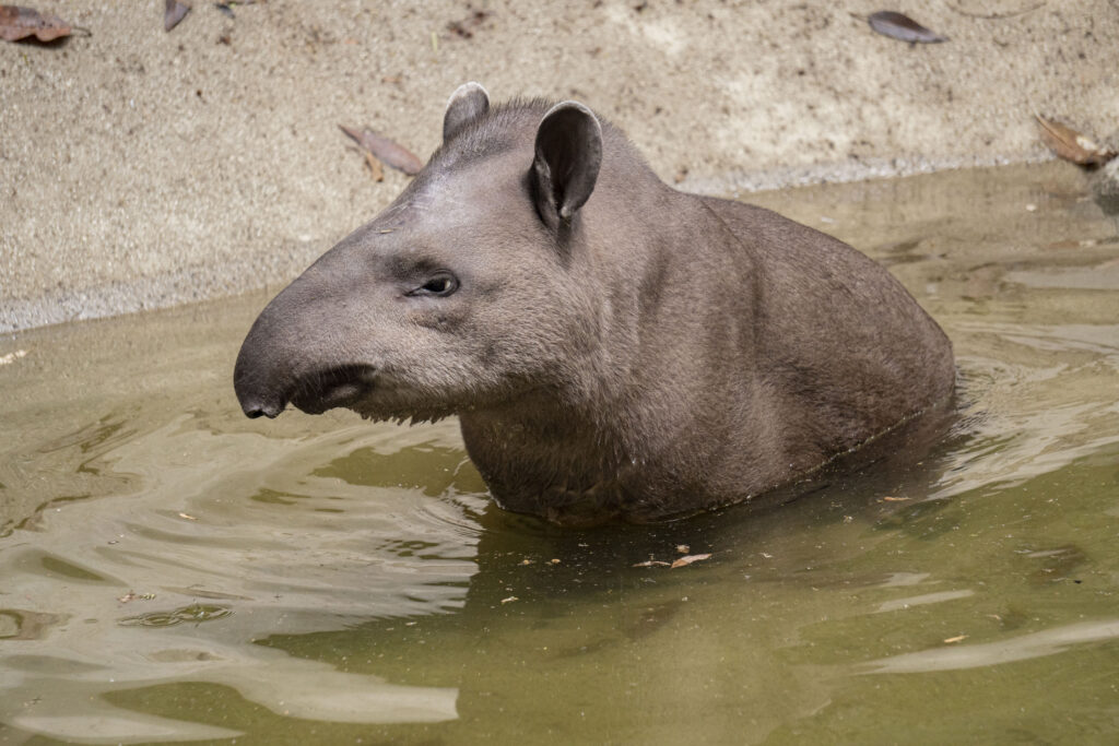 Esta tapiz vivía como mascota en una mecánica. Foto: Cortesía Zoológico de Quito.