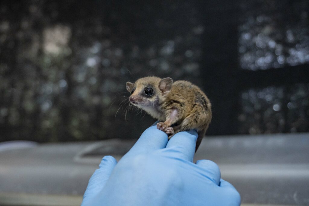 Marmosa rescatada. Foto: Cortesía Zoológico de Quito. 