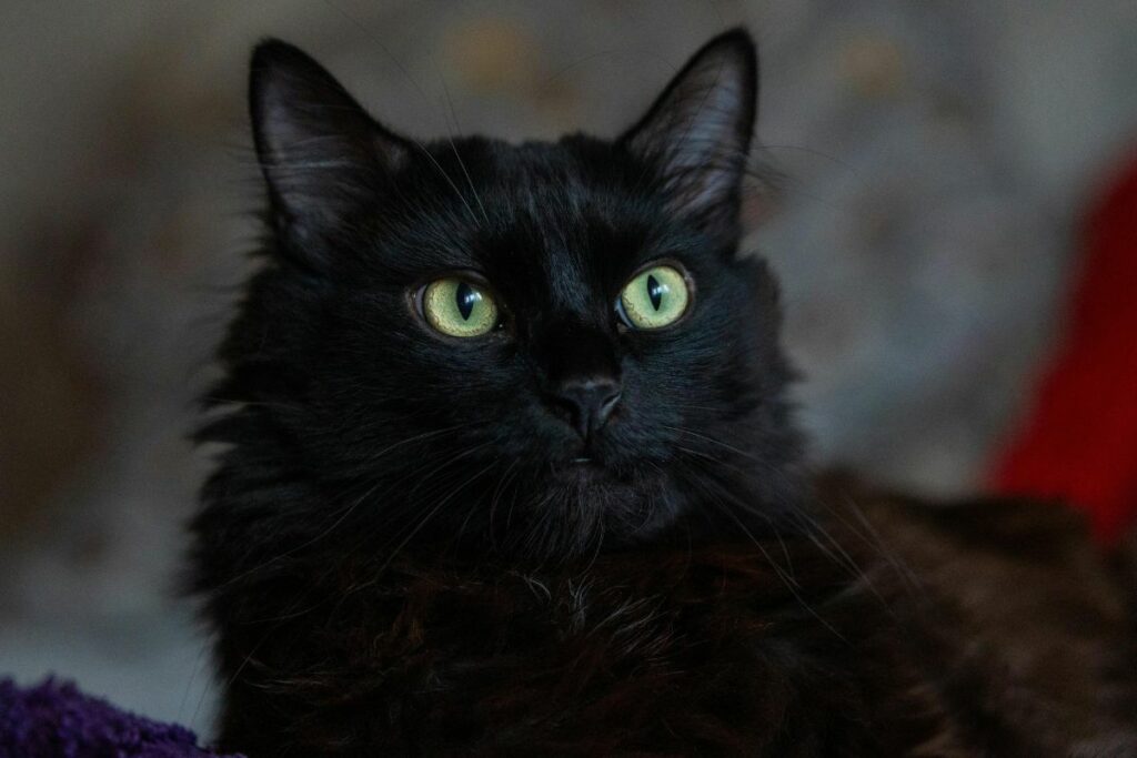 ¡Confirmado! Los gatos negros solo traen felicidad. Foto: Pexels