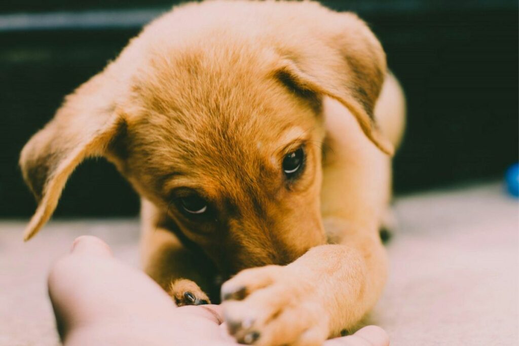 Este nuevo caso de crueldad animal ocurrió en el sur de Quito. Foto: Pexels
