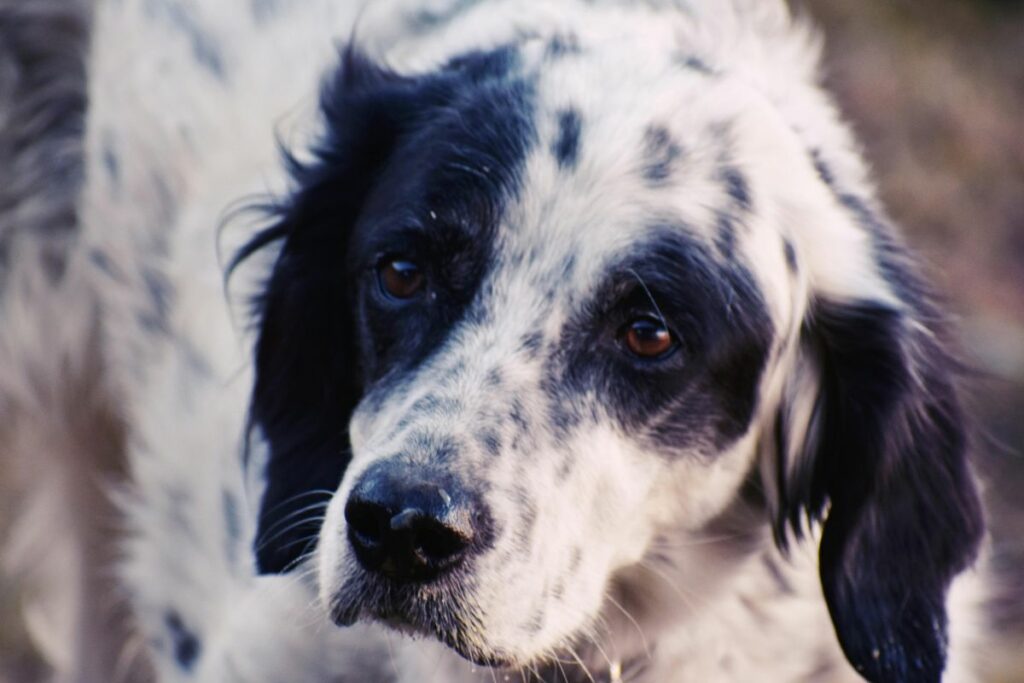 El abandono es un acto de crueldad animal. Foto: Pexels