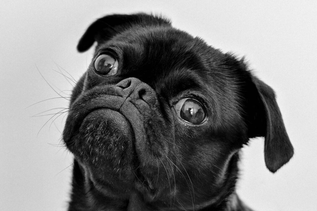 Los animales de compañía necesitan paseos para desfogar su energía. Foto: Pexels