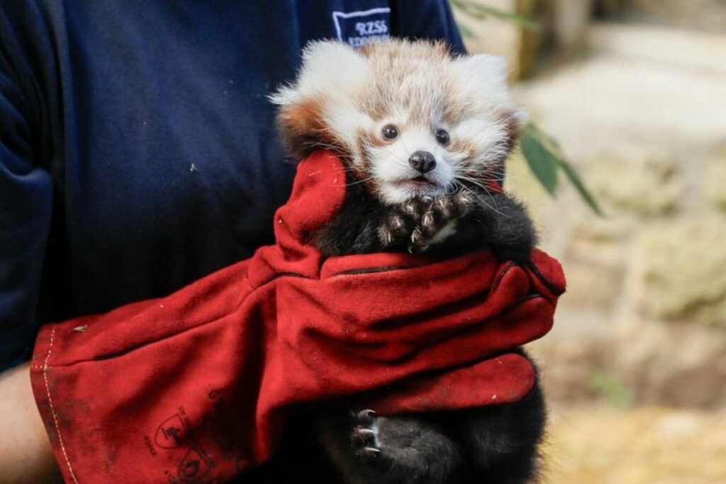 El bebé panda rojo murió el pasado 5 de noviembre de 2024. Foto: Instagram