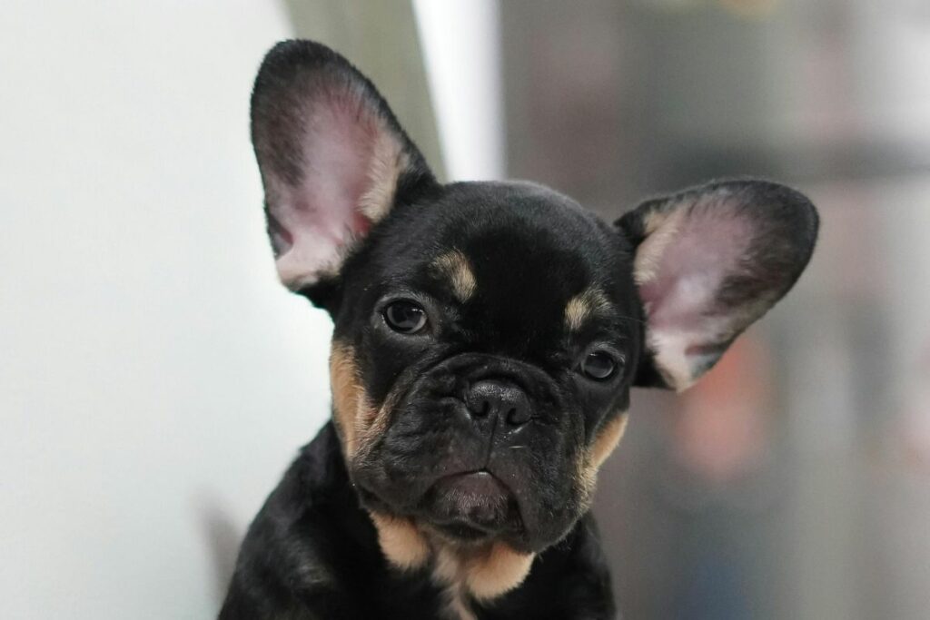 Los animales de compañía deben viajar en espacios seguiros. Foto: Pexels