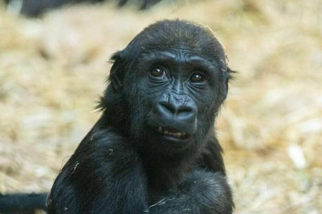 Eyare era el nombre del gorila que murió en el 'zoo'. Foto: Instagram