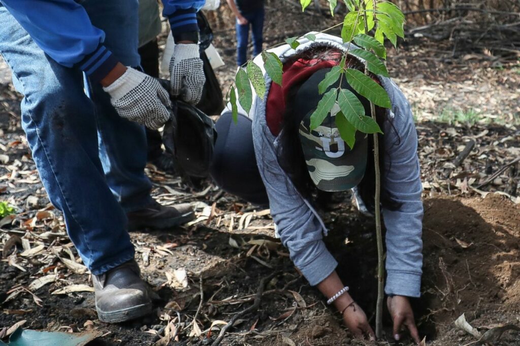 Plantación de árboles en el sector del Panecillo, una zona afectada por los incendios. Foto: EFE