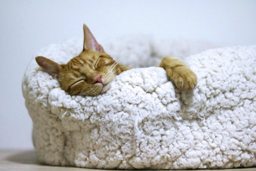 Los gatos son sinónimo de compañia casera.