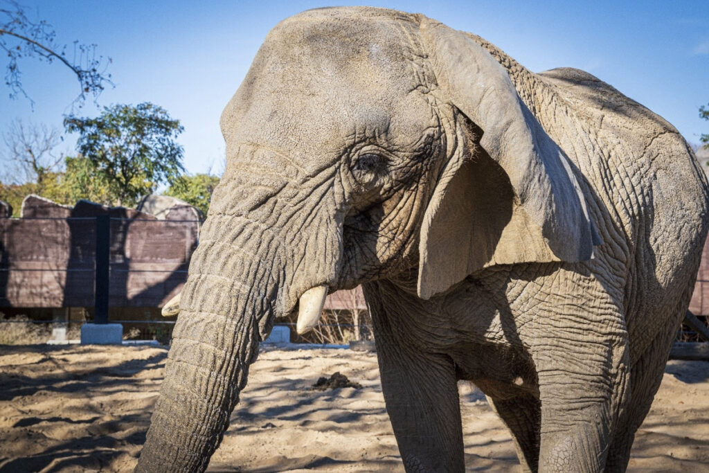 La elefanta africana Yoyo, la más longeva de su especie del mundo, murió en el Zoo de Barcelona. Foto: Archivo EFE
