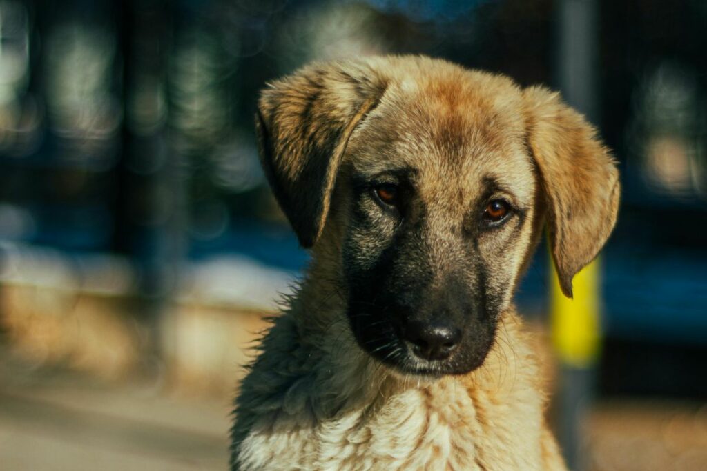 Los dos perritos fueron abandonados en Calderón. Foto referencial: Pexels