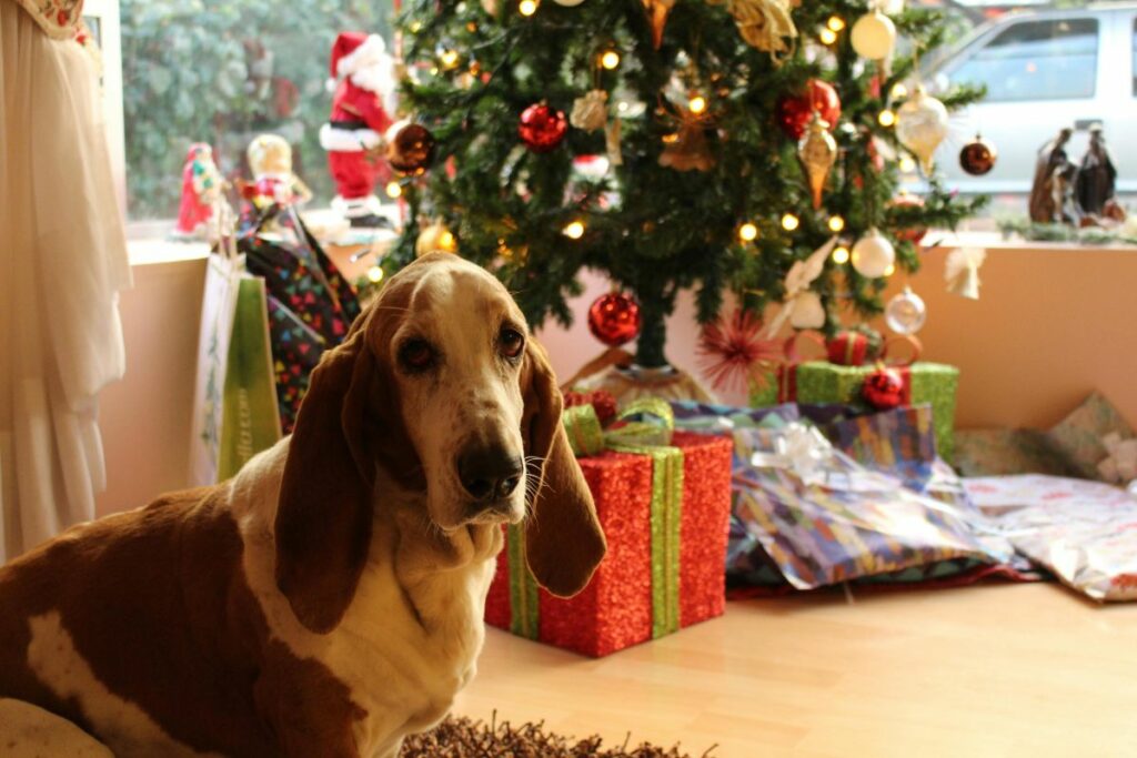 Los perros tienen necesidades que deben ser solventadas por sus tutores. Foto: Pexeks
