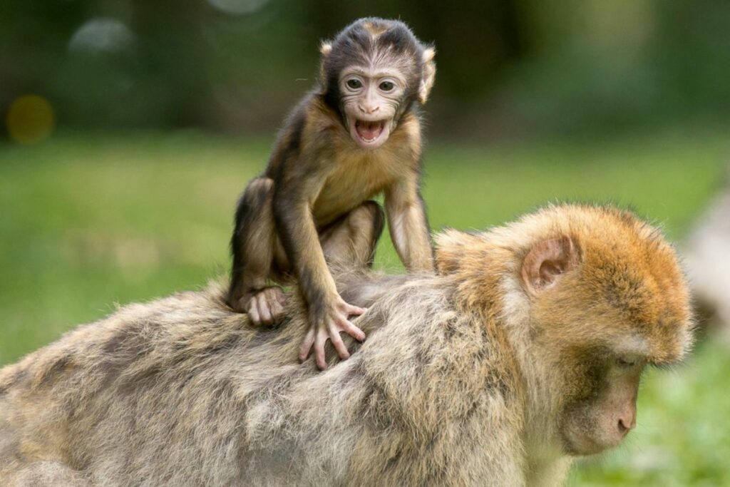 Los animales tienen derechos fundamentales. Foto: Pexels