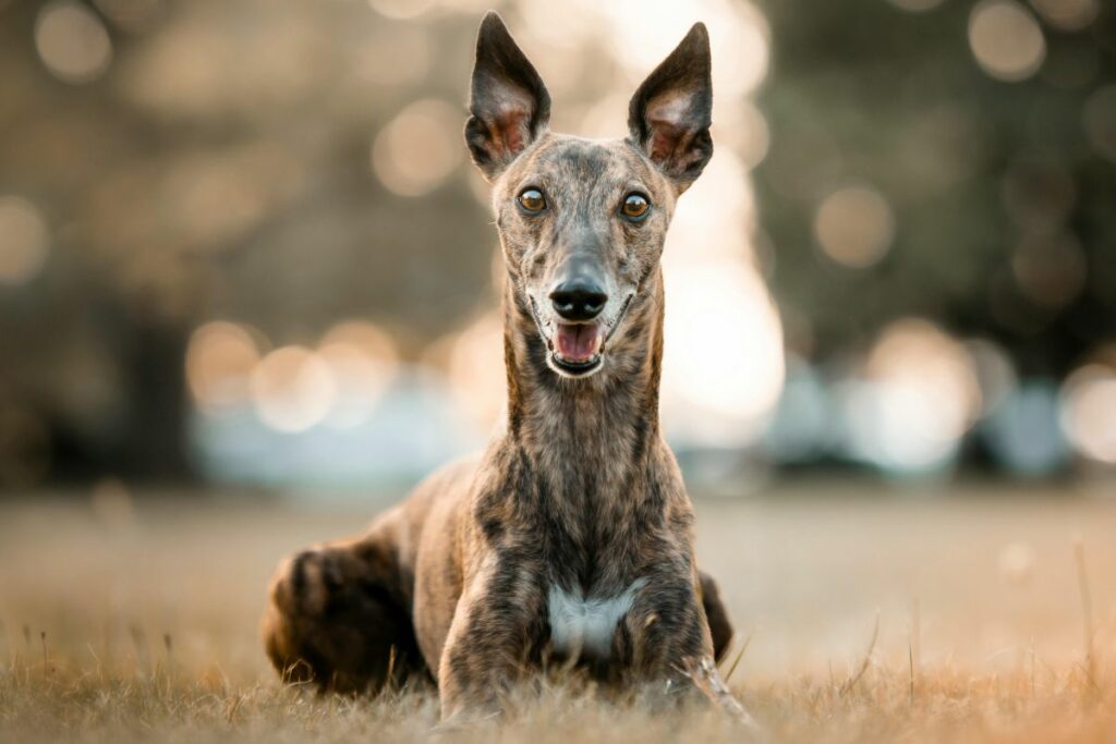 Los perros galgos son extremadamente veloces. Foto: Pexels