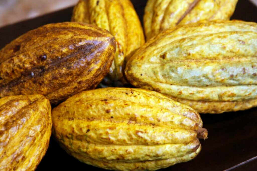 Altos precios del cacao sostuvieron al sector agrícola en Ecuador, en 2024.