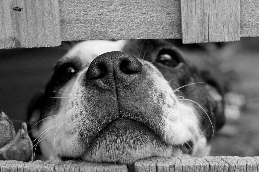 Los perros yacían en las veredas y calles del sector.