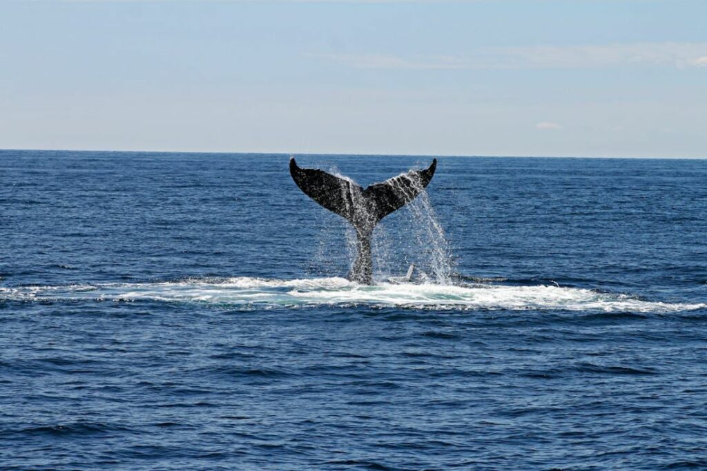 Imagen referencial de una ballena.