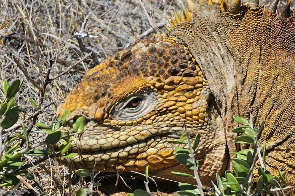 La iguana amarilla es una de las tres especies terrestres que habitan en Galápagos