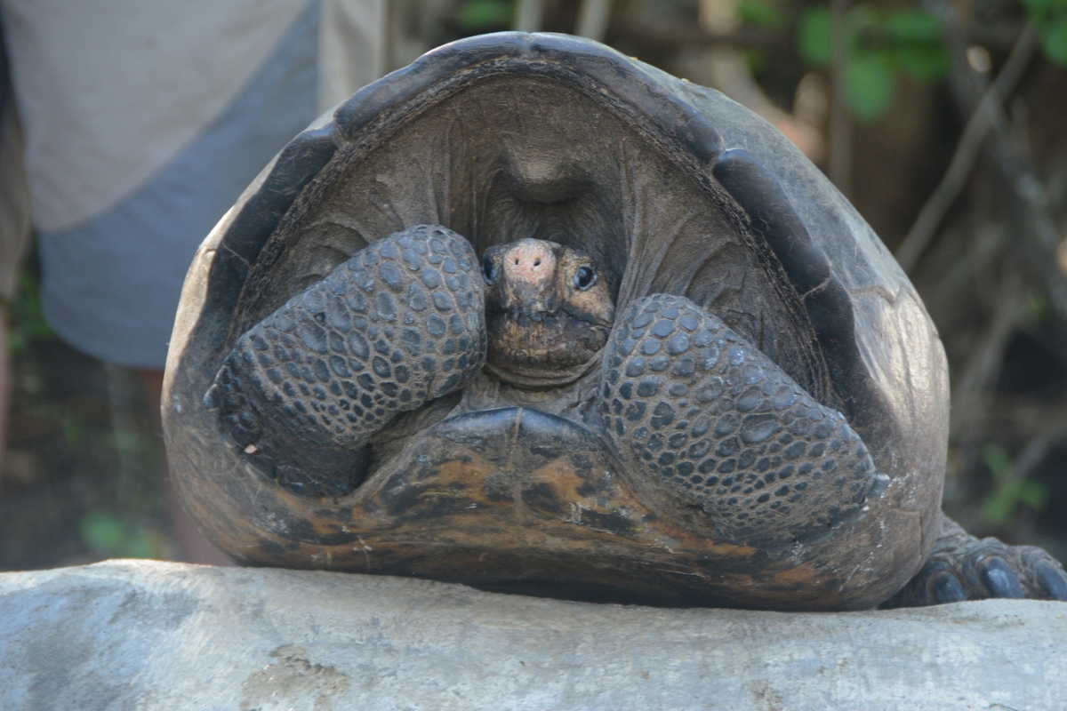 islas-galapagos.jpg