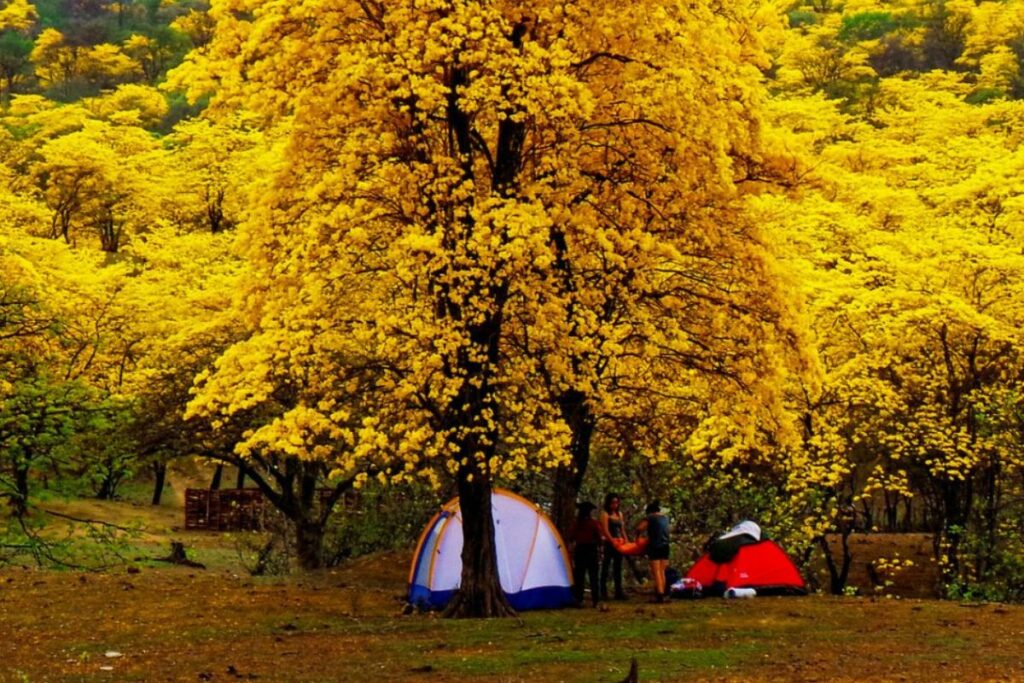 Este evento ocurre principalmente en las parroquias de Mangahurco, Bolaspamba y Cazaderos, ubicadas en el cantón Zapotillo, provincia de Loja. Cortesía: Ministerio de Turismo