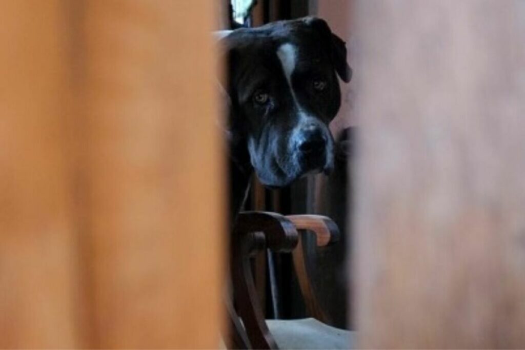 El perro que atacó a la adulta mayor tenía cerca de dos años. Foto: Cortesía