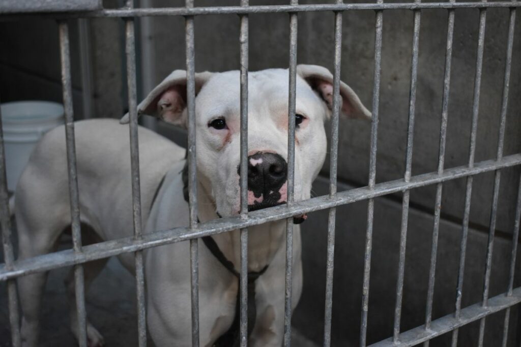 Fotografía de un perro en Pasadena Humane Society. Foto EFE