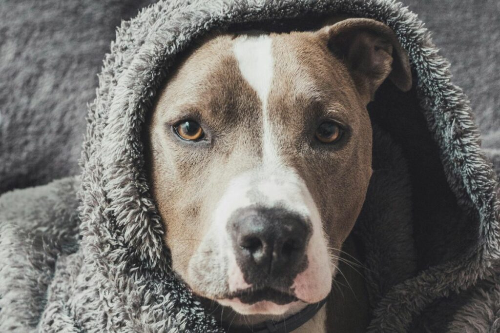 Un perro tipo pitbull fue sometido a la eutanasia tras atacar a una mujer de 84 años. Foto referencial: Pexels