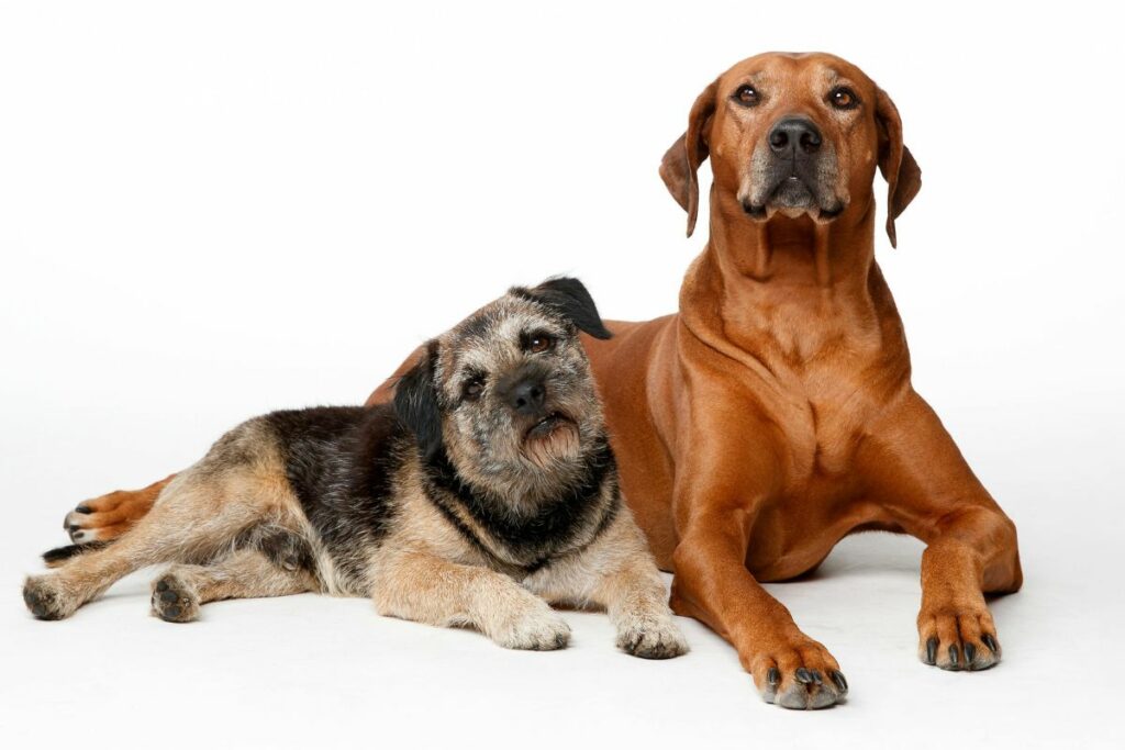 Un crematorio de mascotas debe cumplir con estrictos estándares de higiene, seguridad y respeto hacia los animales. Foto: Pexels