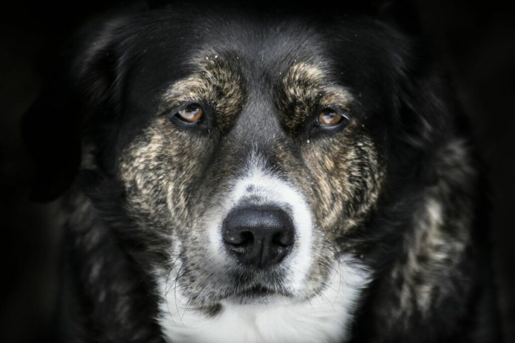 Todos los perros, también los pitbulls, reaccionan en ambientes hostiles. Foto: Pexels