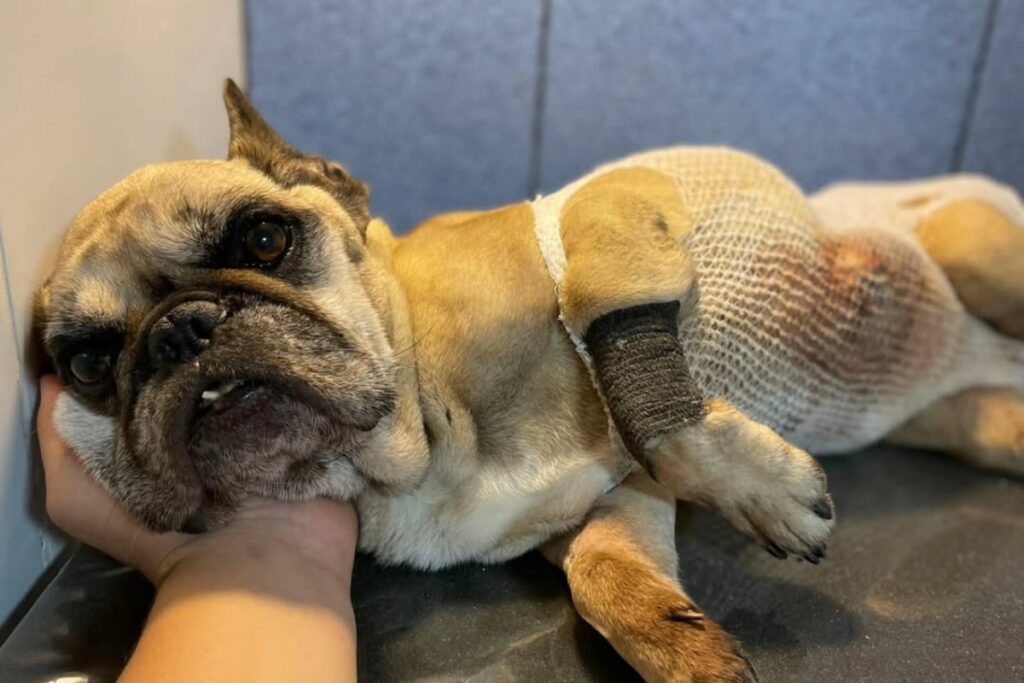 Alejandría fue abandonada dentro de un contenedor de basura. Foto: Fundación Camino a Casa