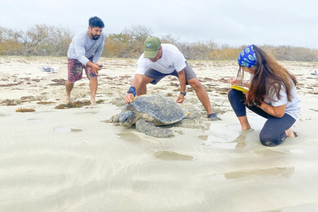 Desde mediados de diciembre se instaló un campamento de monitoreo de anidación de tortugas marinas en Quinta Playa, al sur de la isla Isabela.